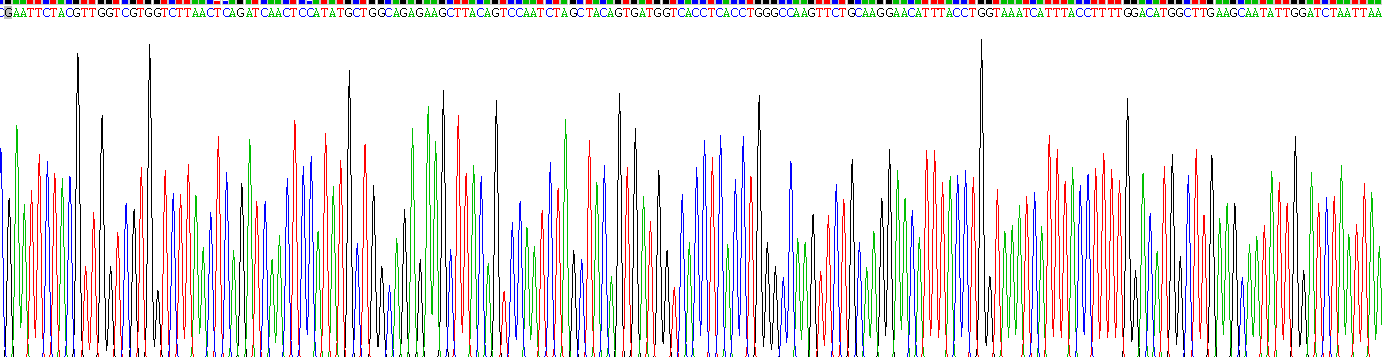 信号传导转录激活因子4(STAT4)重组蛋白
