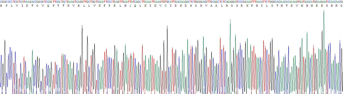 信號傳導轉錄激活因子3(STAT3)重組蛋白