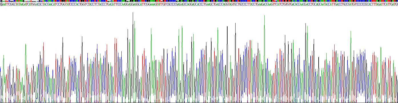 信号传导转录激活因子3(STAT3)重组蛋白