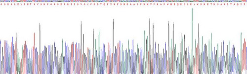 Ⅰ类主要组织相容性复合体E(MHCE)重组蛋白