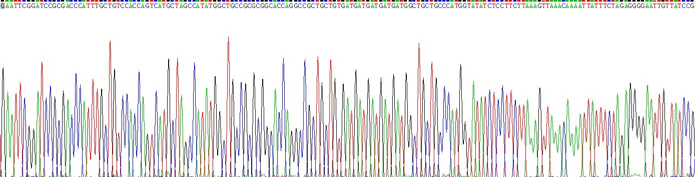 白介素32(IL32)重组蛋白