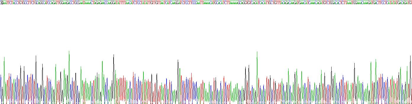 硒蛋白P1(SEPP1)重组蛋白
