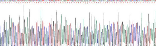 血管内皮生长因子受体1(VEGFR1)重组蛋白