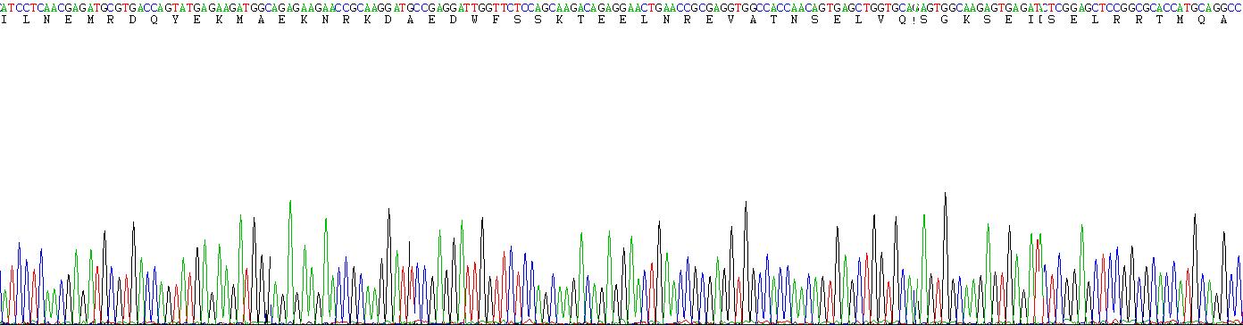 角蛋白17(CK17)重組蛋白