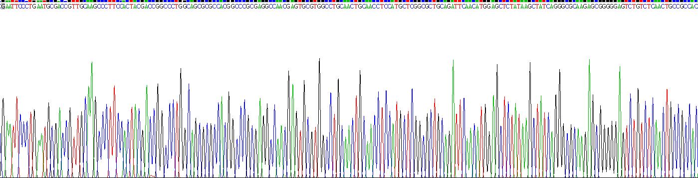 轴突生长诱向因子1(Ntn1)重组蛋白