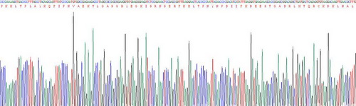 音猬因子(SHH)重组蛋白