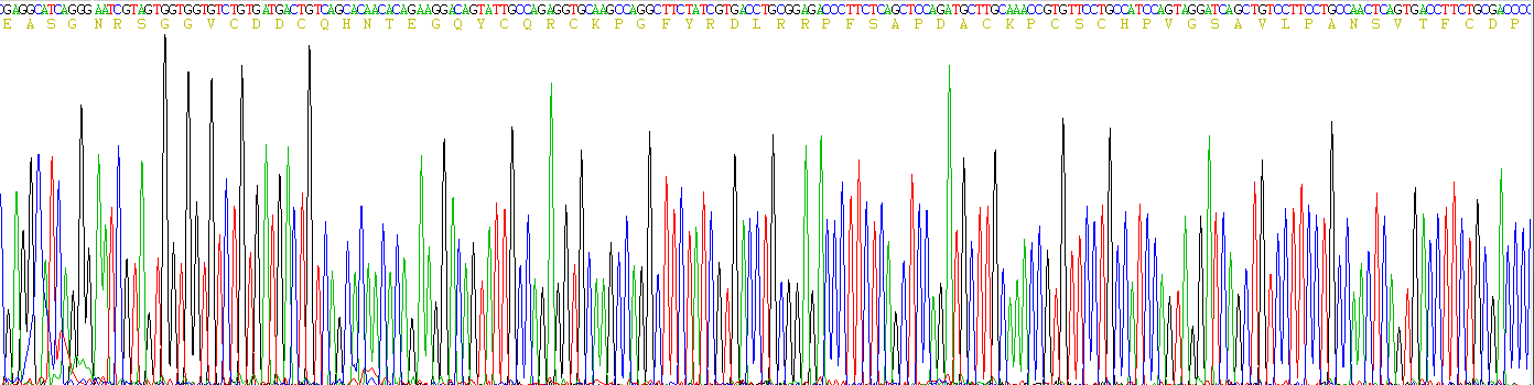 轴突生长诱向因子4(Ntn4)重组蛋白
