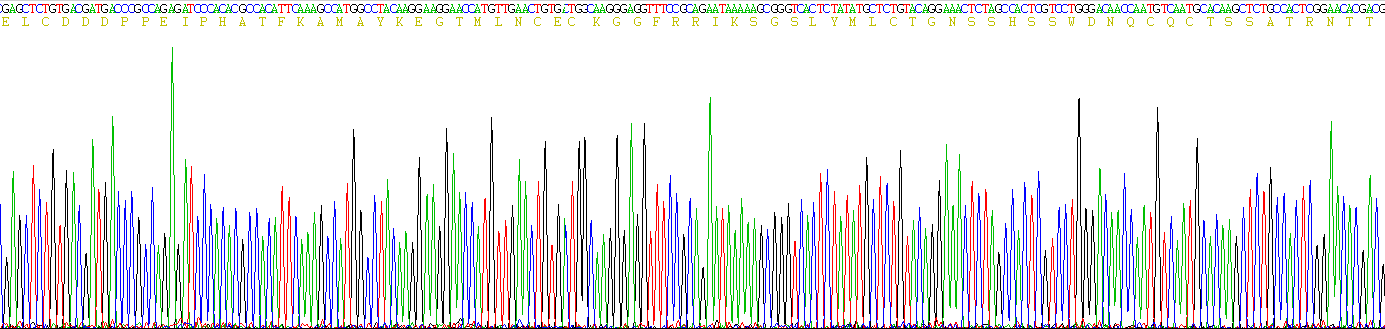 白介素2受体α(IL2Ra)重组蛋白