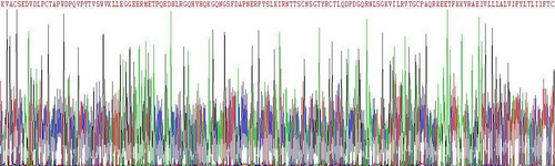 CD83分子(CD83)重组蛋白