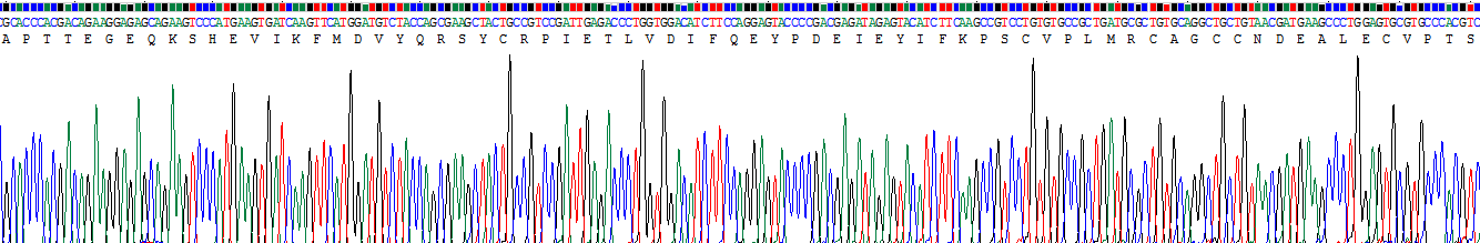 血管内皮生长因子121(VEGF121)重组蛋白
