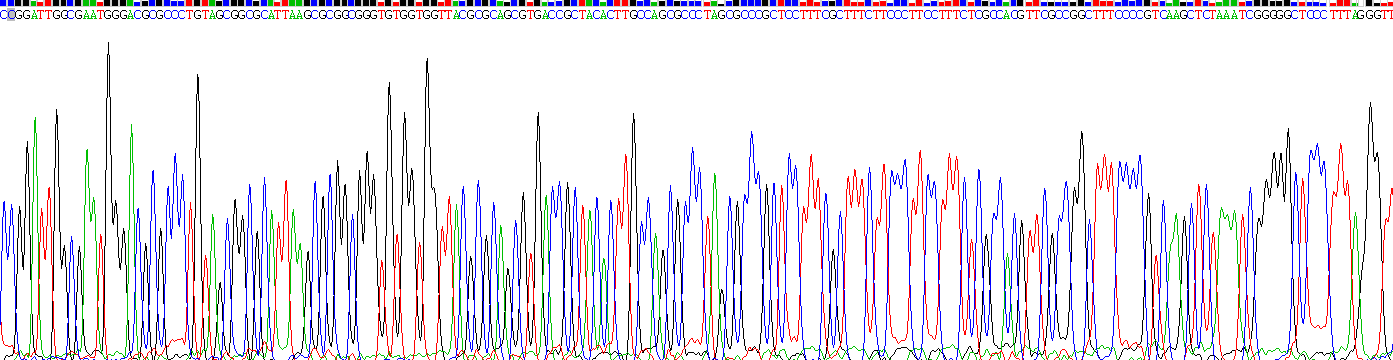 CD19分子(CD19)重组蛋白