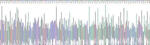 高迁移率族核小体结合域蛋白1(HMGN1)重组蛋白