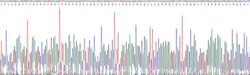 叉头框蛋白P3(FOXP3)重组蛋白