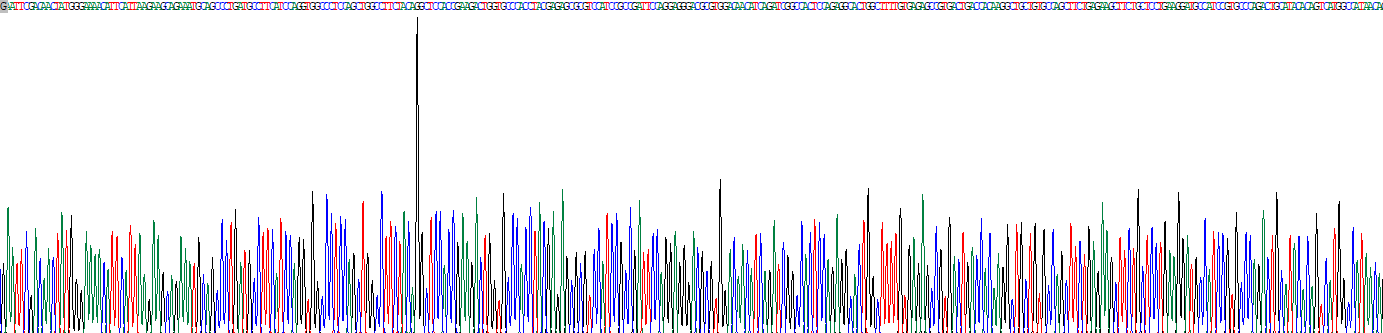 胆碱乙酰转移酶(ChAT)重组蛋白