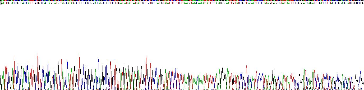多配体蛋白聚糖4(SDC4)重组蛋白