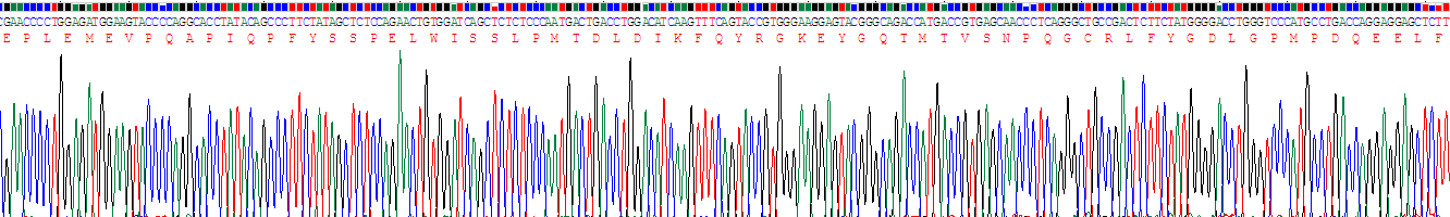 干擾素調(diào)節(jié)因子6(IRF6)重組蛋白