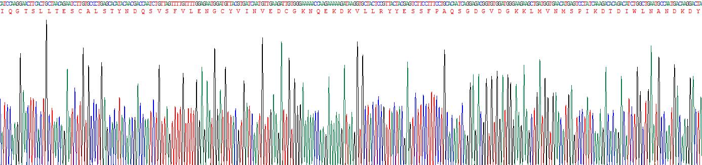 白介素33(IL33)重组蛋白