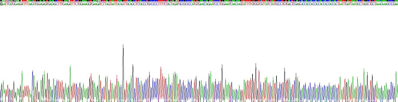 白介素8受体β(IL8Rb)重组蛋白