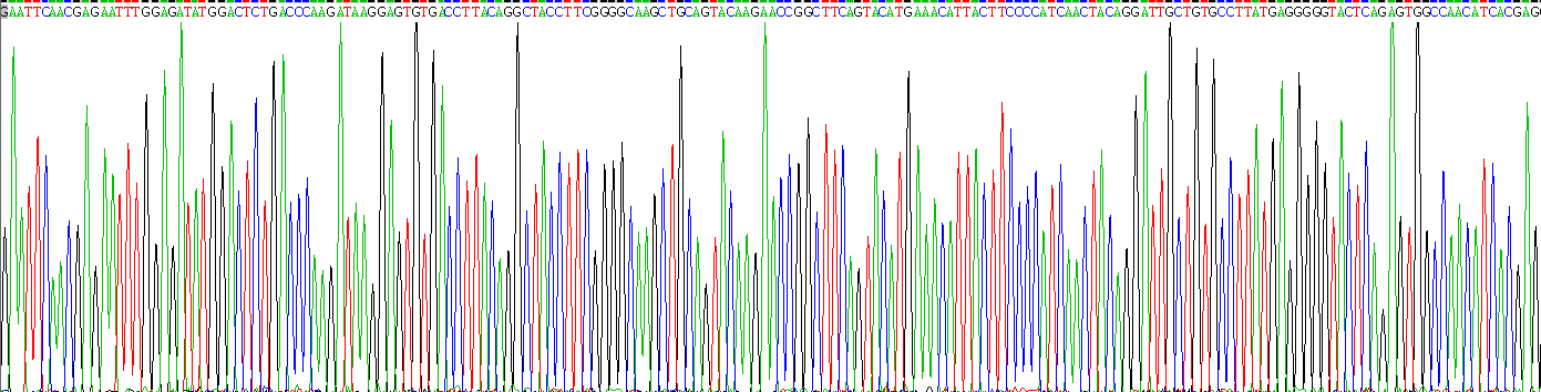 白介素34(IL34)重组蛋白