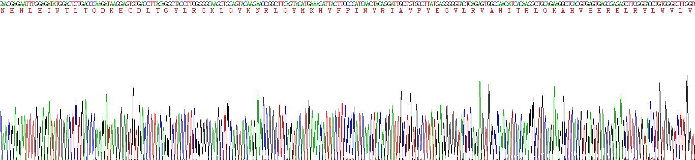 白介素34(IL34)重组蛋白