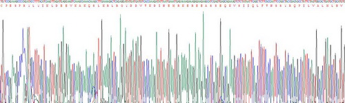 葡萄糖转运蛋白2(GLUT2)重组蛋白