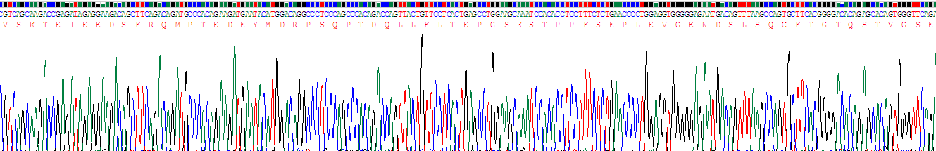 核因子κB受体激活因子(RANk)重组蛋白