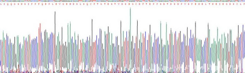 核因子κB受體激活因子(RANk)重組蛋白