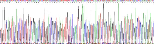 血小板衍生生长因子受体β(PDGFRb)重组蛋白