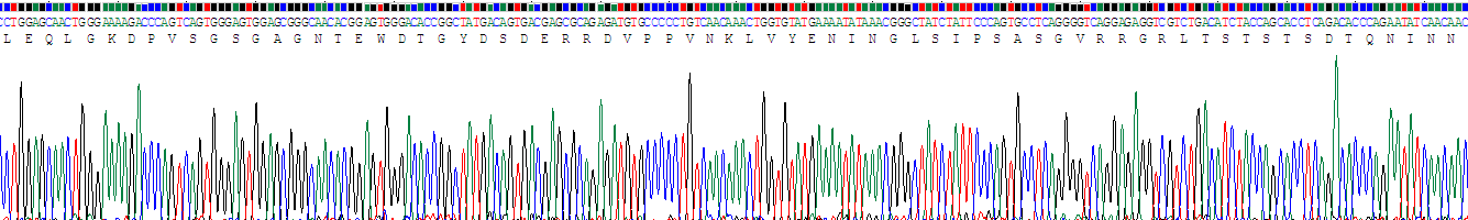 成纤维生长因子受体底物2(FRS2)重组蛋白