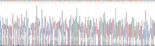 層粘連蛋白α2(LAMa2)重組蛋白