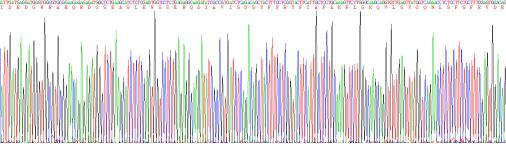 層粘連蛋白γ1(LAMC1)重組蛋白
