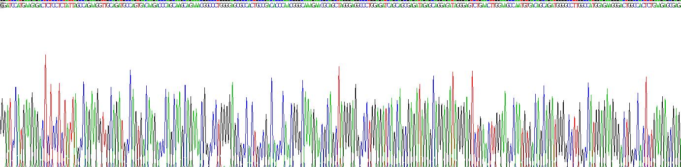 層粘連蛋白γ2(LAMC2)重組蛋白