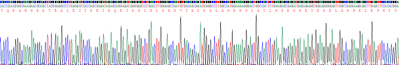 層粘連蛋白γ2(LAMC2)重組蛋白