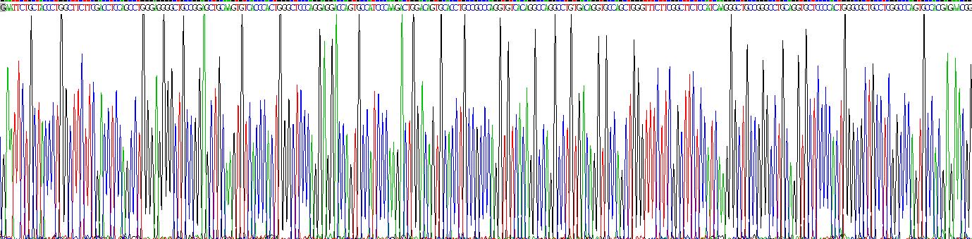 层粘连蛋白γ3(LAMC3)重组蛋白