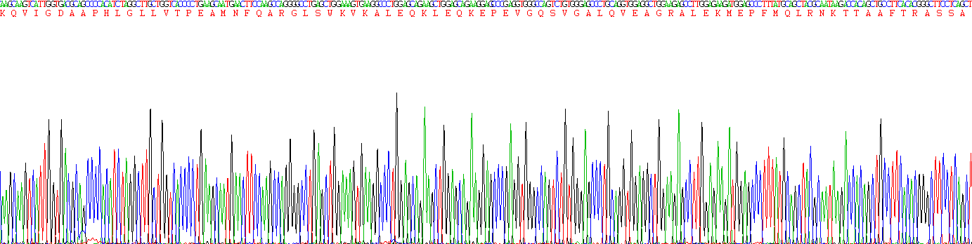 層粘連蛋白γ3(LAMC3)重組蛋白