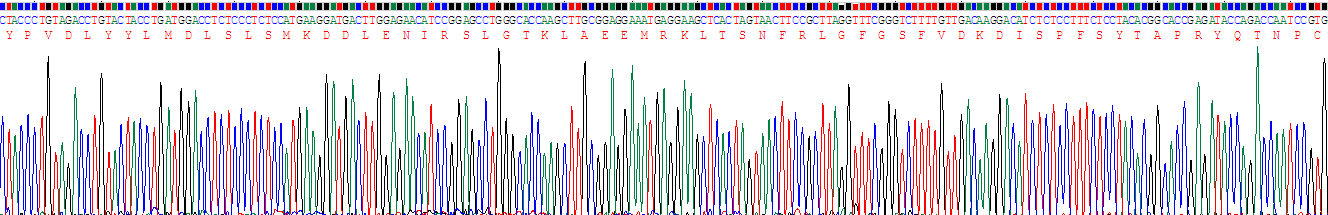 整合素β5(ITGb5)重组蛋白