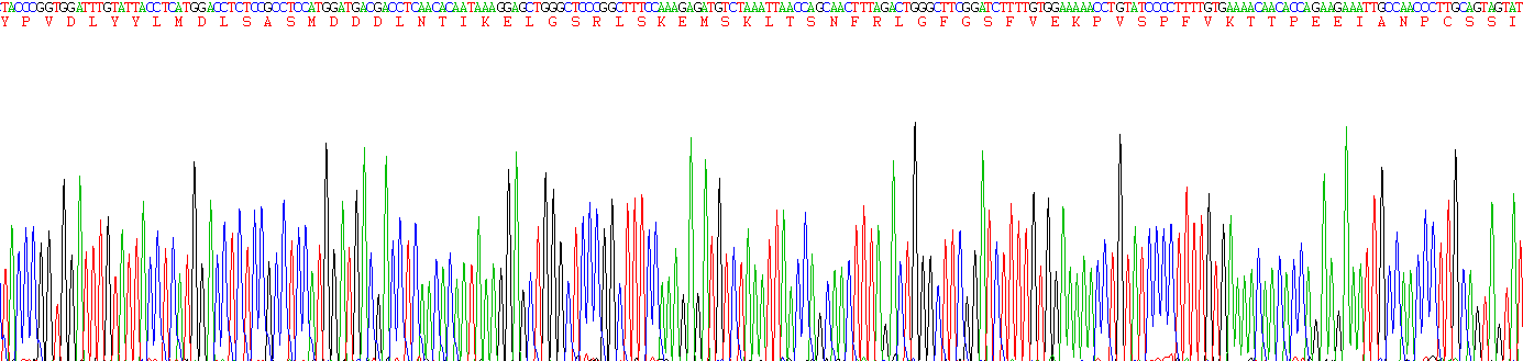 整合素β6(ITGb6)重组蛋白