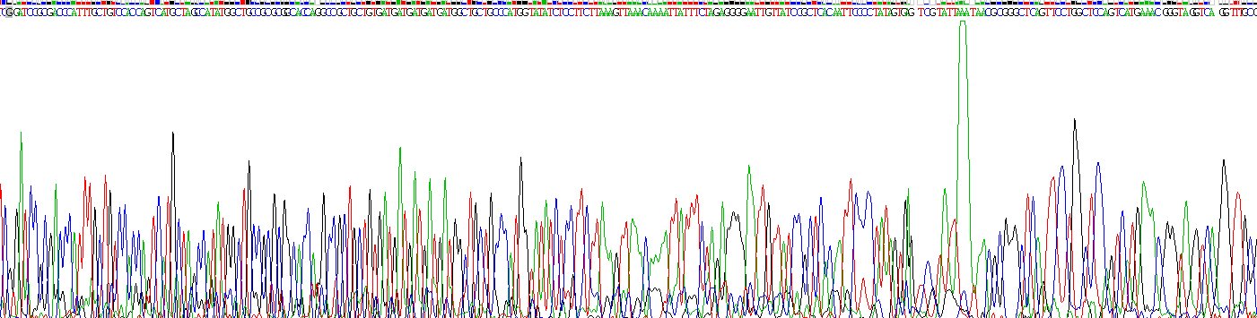 生长分化因子11(GDF11)重组蛋白