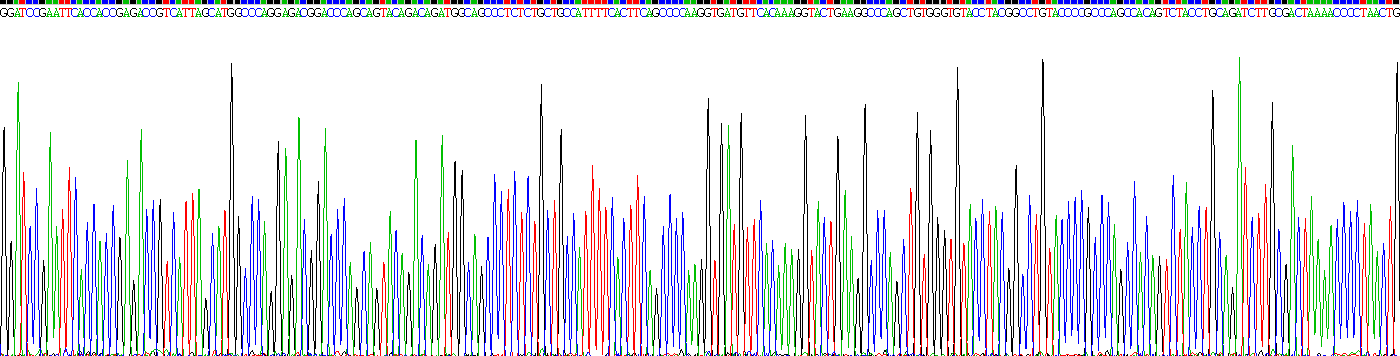 生长分化因子11(GDF11)重组蛋白