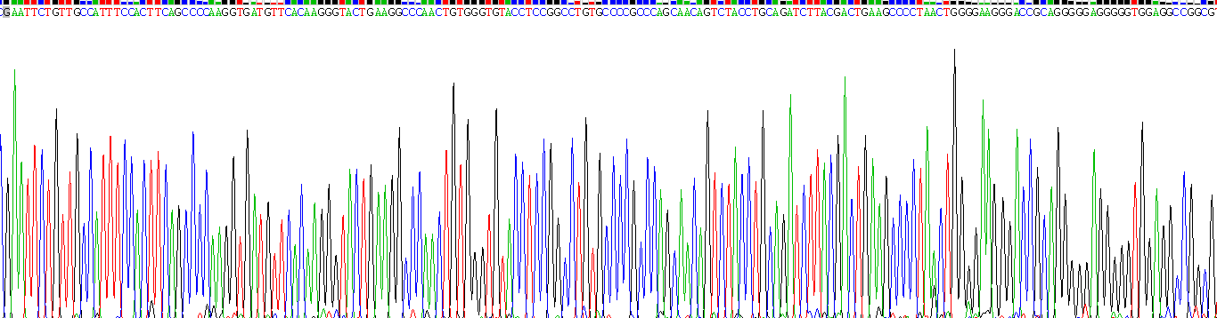 生长分化因子11(GDF11)重组蛋白