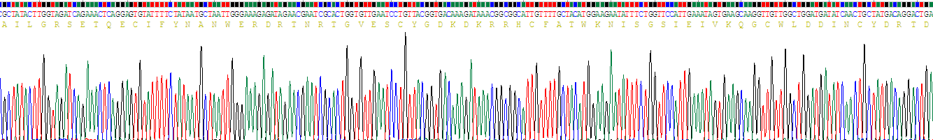 激活素A受体ⅡA(ACVR2A)重组蛋白
