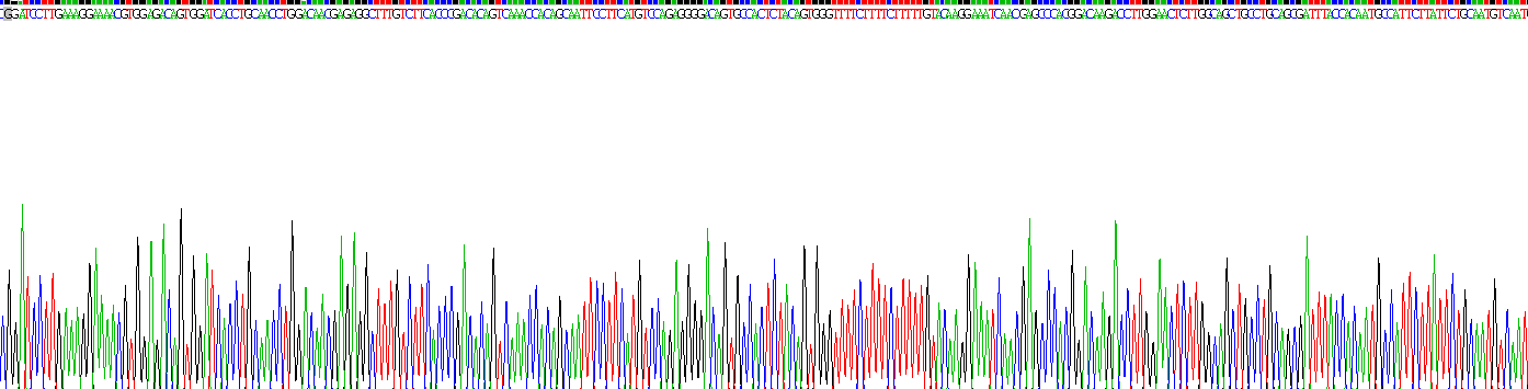 Ⅳ型胶原α3(COL4a3)重组蛋白