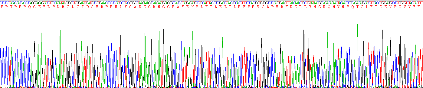 Ⅷ型膠原α1(COL8a1)重組蛋白