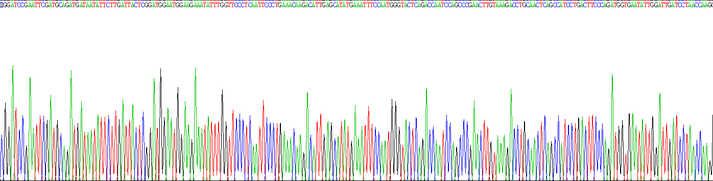 Ⅺ型胶原α1(COL11a1)重组蛋白
