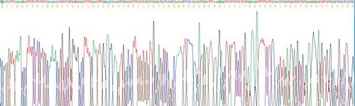 α白蛋白(AFM)重组蛋白