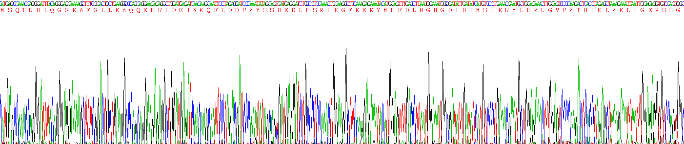 离子化钙结合适配分子1(AIF1)重组蛋白