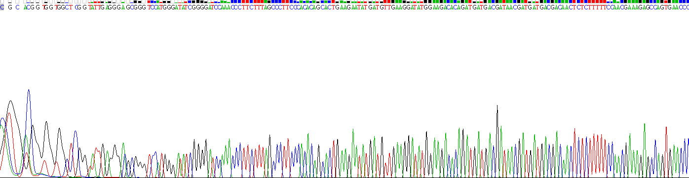 無(wú)孢蛋白(ASPN)重組蛋白