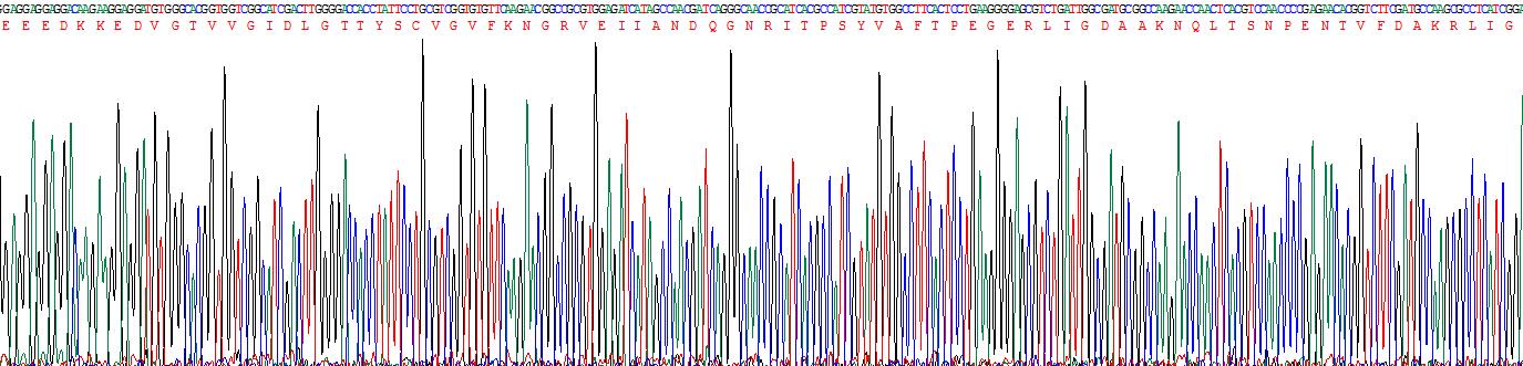 70kDa热休克蛋白5(HSPA5)重组蛋白