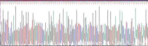 成纤维细胞激活蛋白α(FAPa)重组蛋白