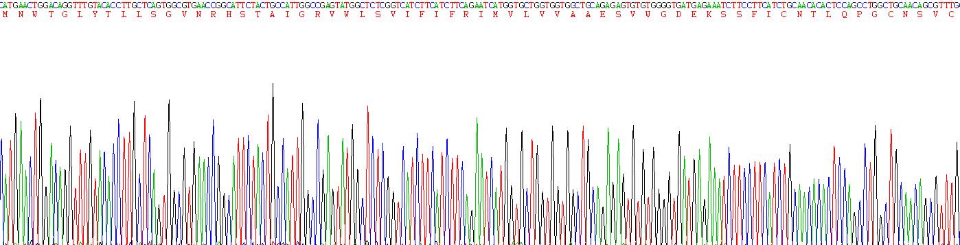间隙连接蛋白β1(GJb1)重组蛋白